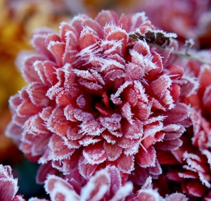 'One frost-bitten flower, a red chrysanthemum'